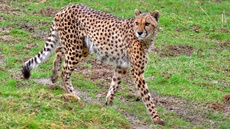 Gepard (5).jpg